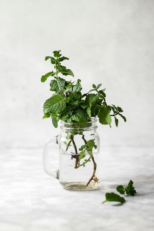 Mint Leaves (Pudina Patta)
